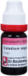 Dr. Reckeweg Caladium Seg Dilution 200 CH